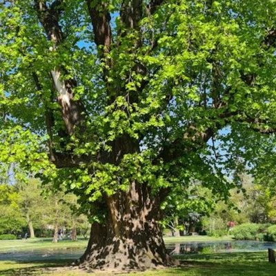Stadtpark Hannover | Treffpunkt: Stadtpark Sauna